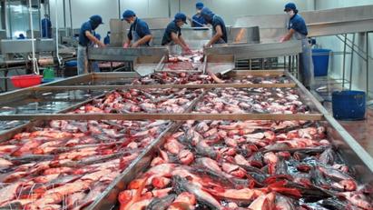 Kim ngạch xuất khẩu thủy sản tăng 14 lần nhờ tích cực mở rộng thị trường